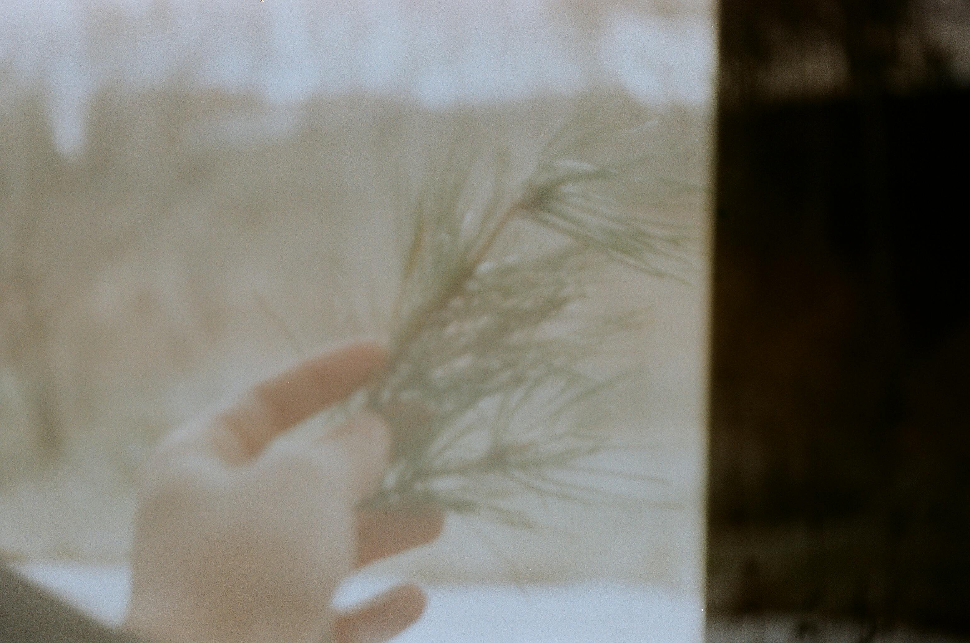 Blurred hand holding a pine twig through a window, with a soft focus and natural light.