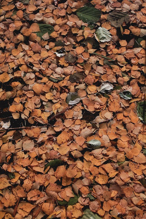 Foto profissional grátis de declínio, folhagem, folhas caídas
