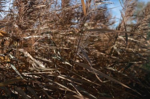 Free Serene close-up of dried pampas grass gently swaying in the sunlight, showcasing natural beauty. Stock Photo
