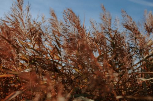 Free Sunlit golden-brown grasses sway under a clear blue sky, capturing a serene autumn moment. Stock Photo