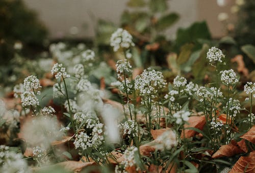 植物群, 樹葉, 特寫 的 免費圖庫相片