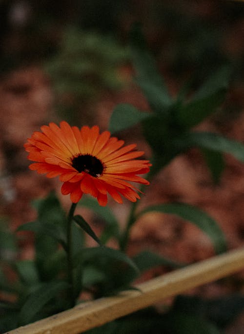 Close-Up Shot of a Blooming Pot Marigold
