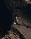 White Seagulls Sitting on Dramatic Cliff Edge