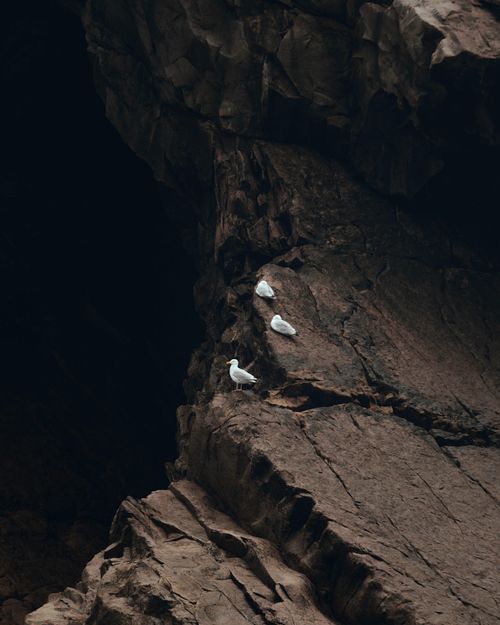 Free Dramatic view of seagulls perched on brown cliffs in Newfoundland, Canada. Nature's serenity captured. Stock Photo