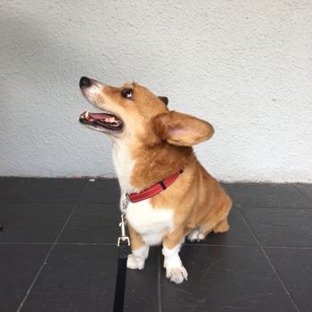 一只顽皮的柯基犬戴着红色项圈和皮带，坐在瓷砖地板上向上看