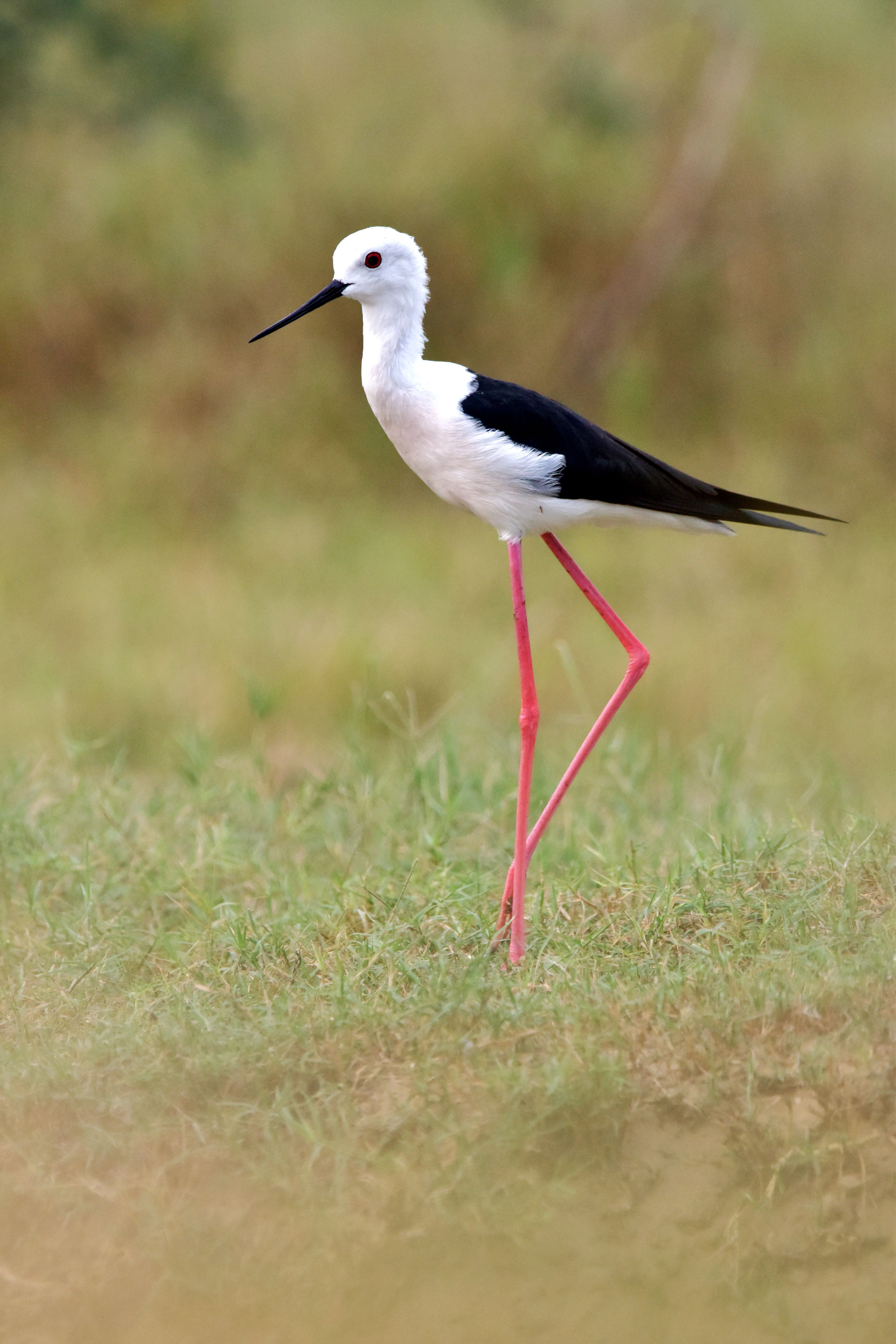 Black-winged Stilt with vivid pink legs captured in natural habitat.