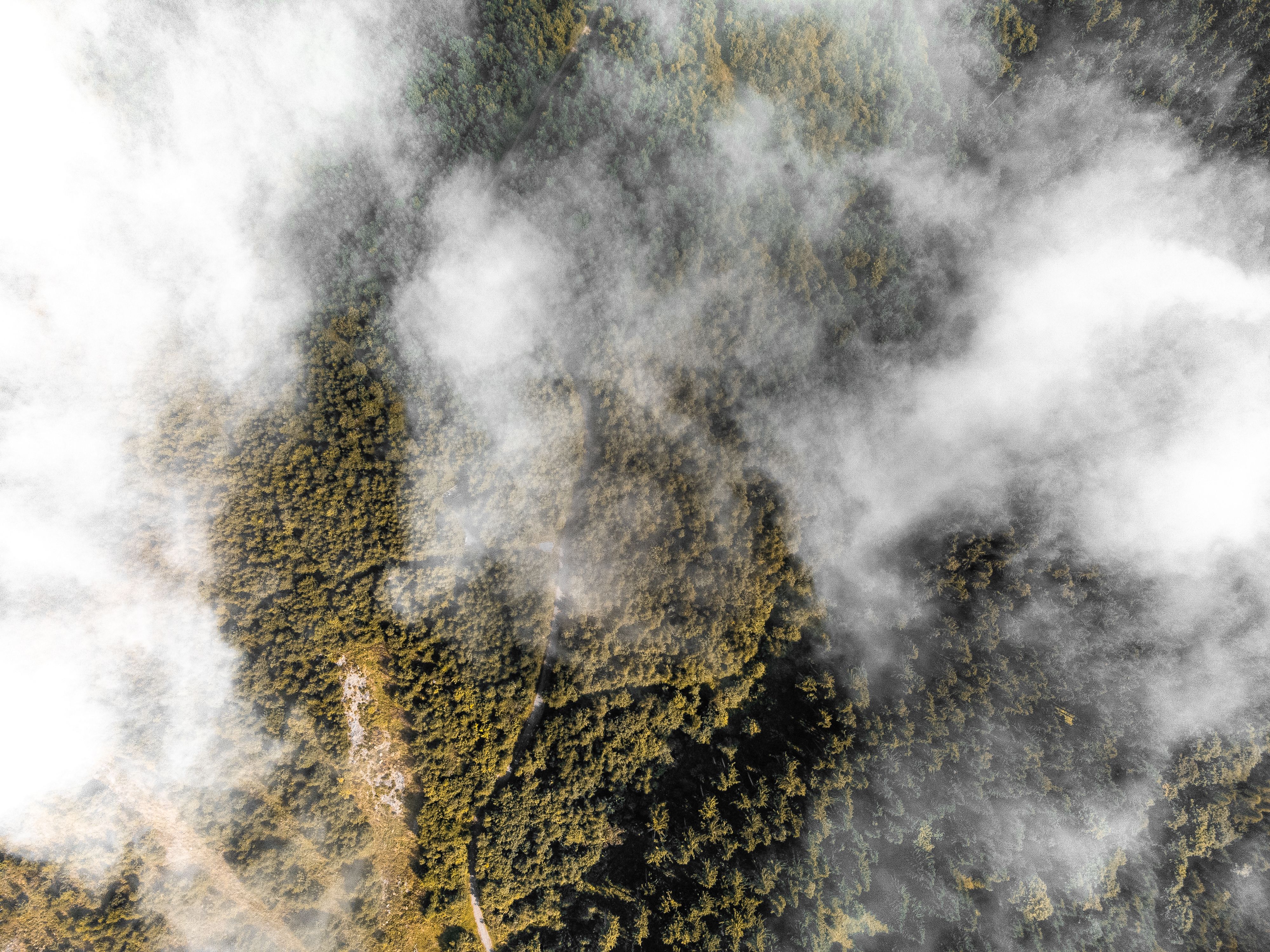 cloud forest canopy from above