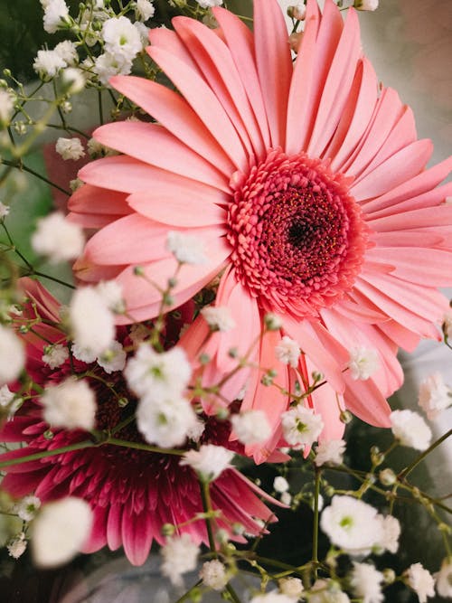 Pink Flower in Close Up Photography