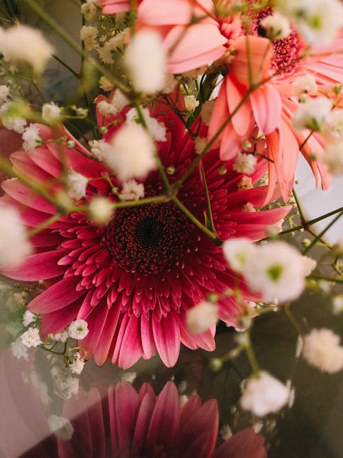 Close-Up Shot of a Red Flower