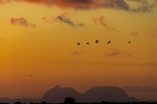 Silhouette of Birds during Sunset