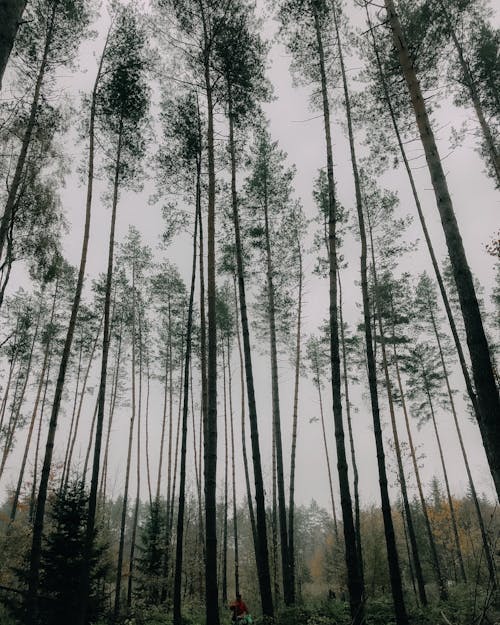 Tall Trees in Forest in Fog