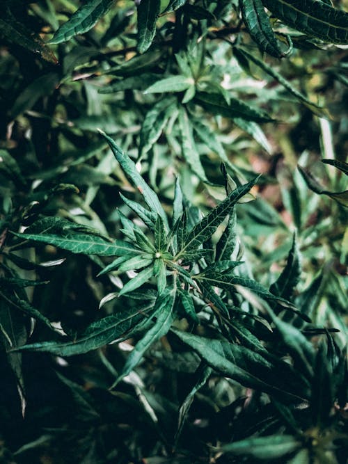 Close-Up Shot of Green Leaves