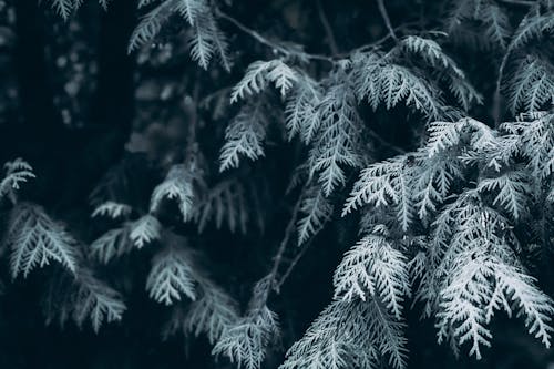 Leaves of Coniferous Tree