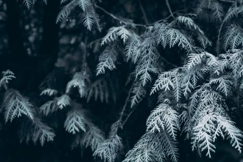 Free Detailed close-up of a coniferous tree's frosted evergreen leaves. Stock Photo