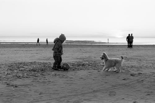 Foto d'estoc gratuïta de 35 mm, animal, blanc i negre