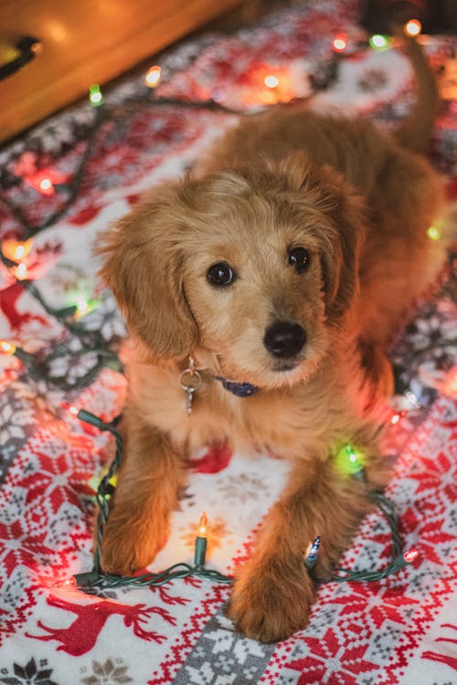 Kostnadsfri bild av djur, djurhuvud, goldendoodle