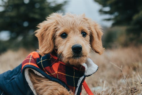 Free A Close Up of Domestic Dog in Costume Outdoors  Stock Photo