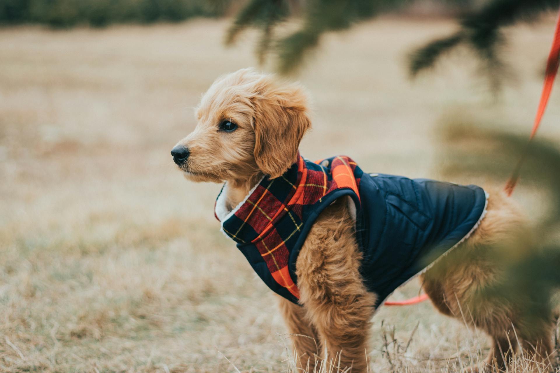 A Side View of Domestic Dog Wearing Costume and Leash