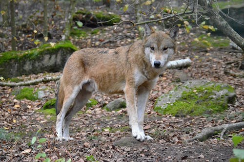 Free A Brown Wolf in the Forest Stock Photo