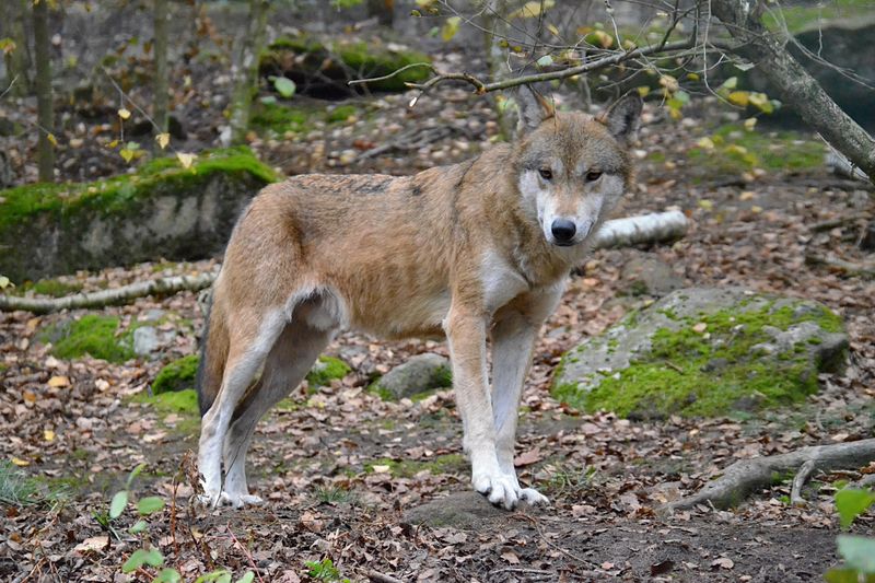 A lone wolf standing in a forest, surrounded by moss and fallen leaves, displaying its majestic fur.