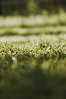 Vibrant close-up of grass field under sunlight, perfect for nature and tranquility themes.