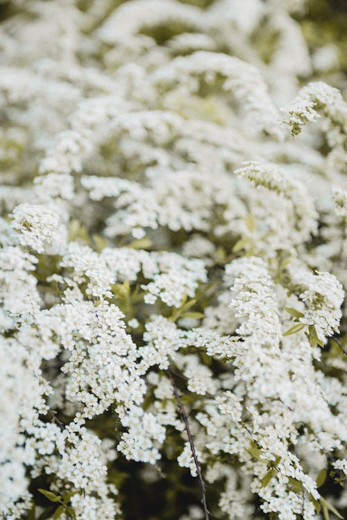 Základová fotografie zdarma na téma bílé květy, jaro, kvetoucí květiny