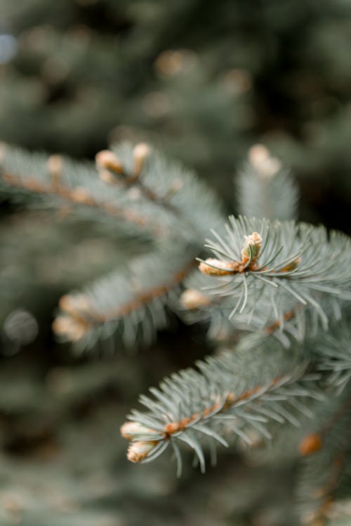 Free stock photo of conifer, conifer cones, coniferous