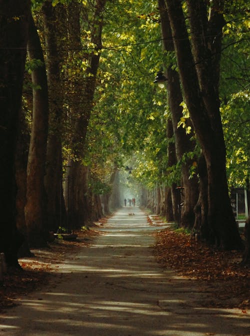 Fotos de stock gratuitas de al aire libre, árbol, arboles