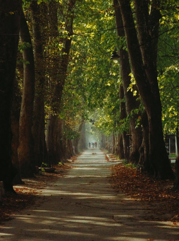 Pathway In Park Lined With Trees