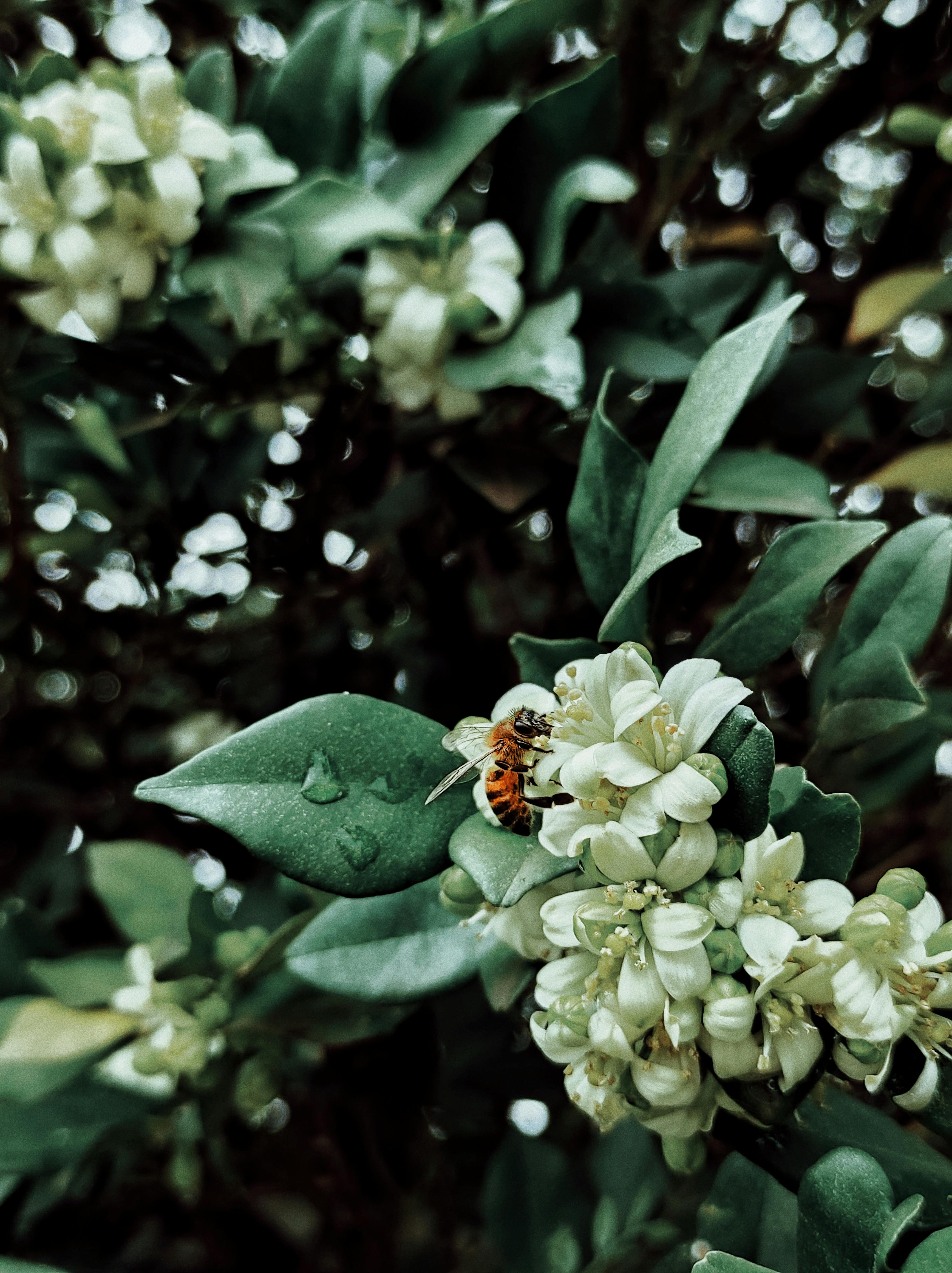 Close-up of a bee on white blossoms with green leaves, captured outdoors.