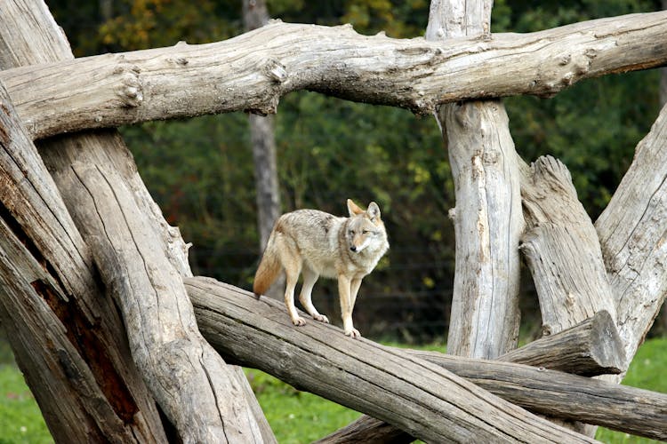 A Coyote Standing On A Wooden Trunk