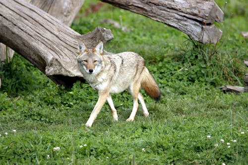 A Wild Coyote Walking on Grass