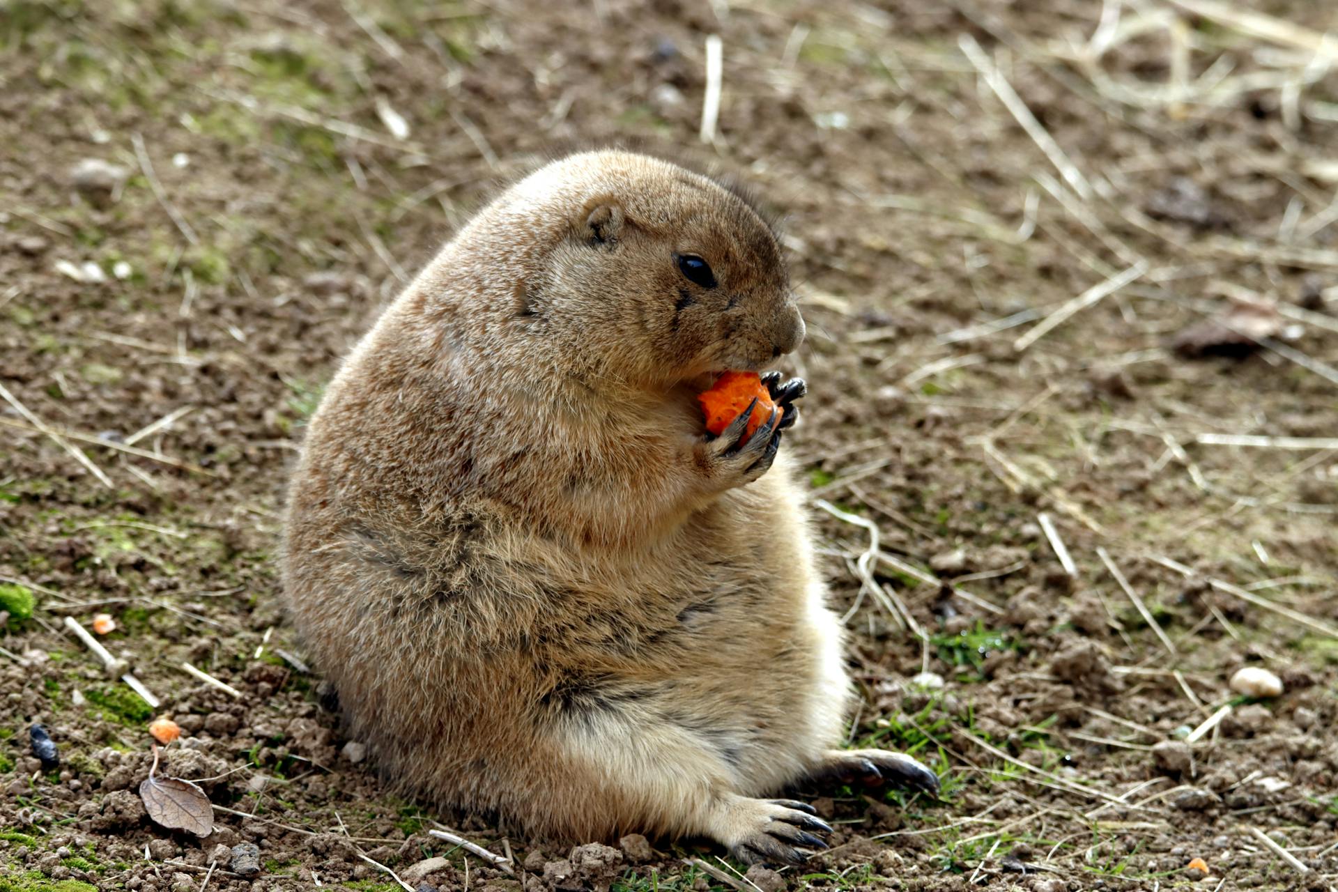 Mexican Prairie Dog Eating a Carrot