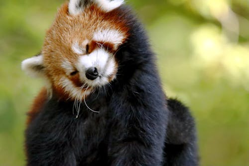 Foto profissional grátis de fotografia animal, olhos fechados, panda-vermelho