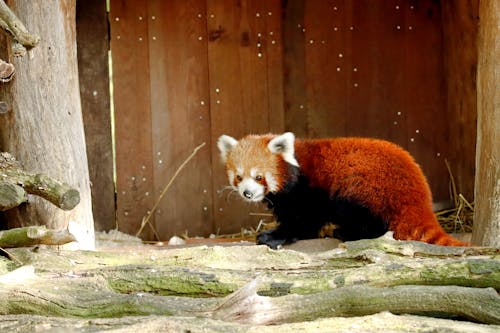 Red Panda in Zoo