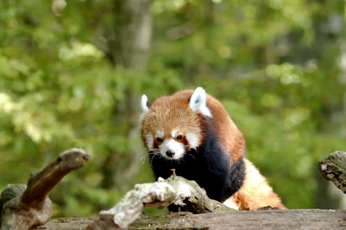 A Red Panda on a Tree Trunk