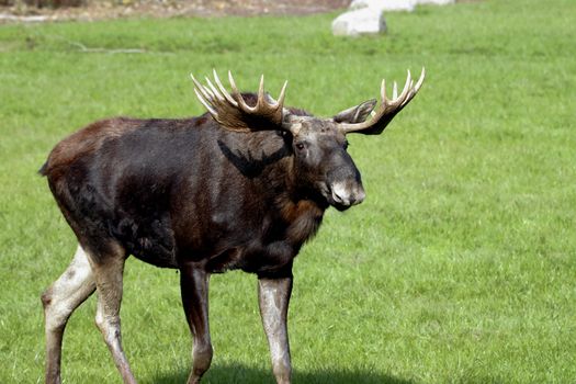 A moose with impressive antlers stands gracefully in an open green meadow, showcasing its natural beauty in the wild.