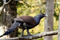 A Bird Perched on Tree Branch