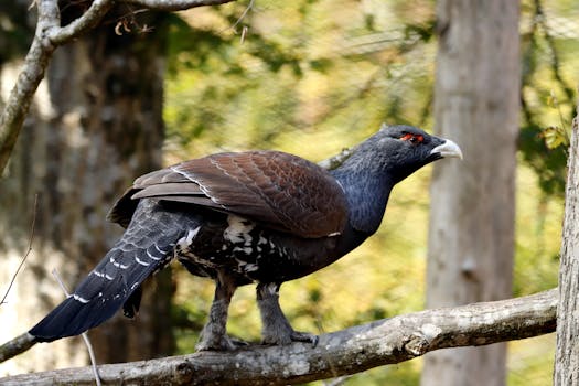 A Bird Perched on Tree Branch