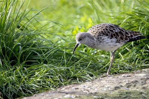 Brown and White Bird near Green Grass 