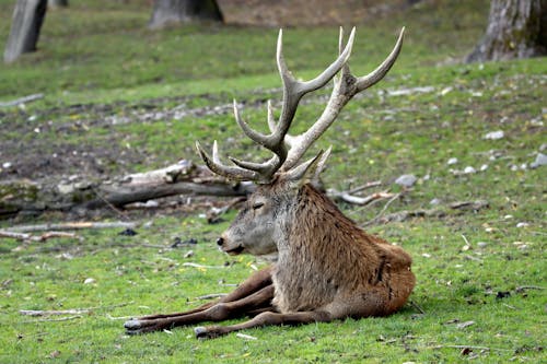 Ücretsiz bırakma, çim, geyik içeren Ücretsiz stok fotoğraf Stok Fotoğraflar