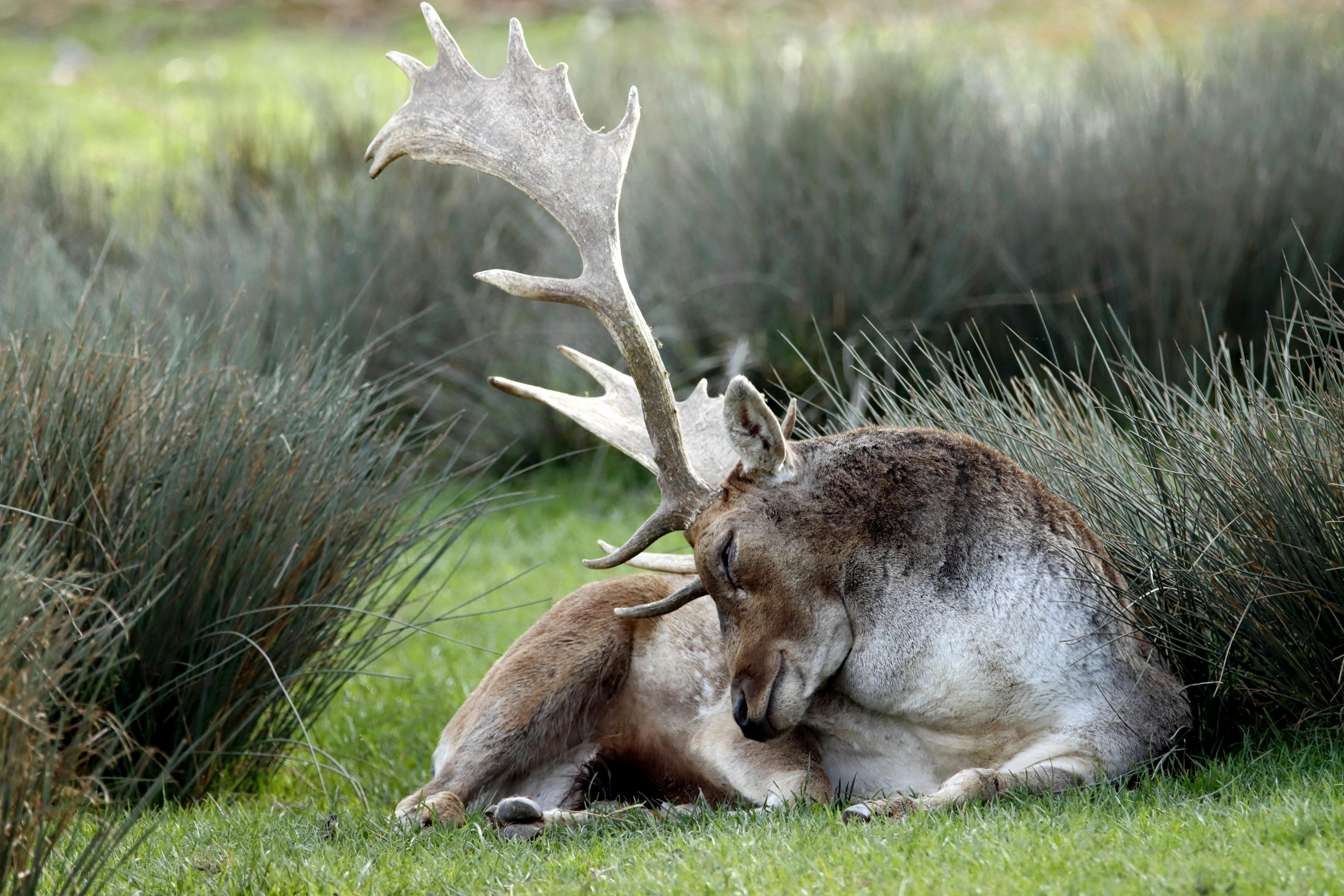 grátis Foto profissional grátis de ambiente natural, amigo do ambiente, animais selvagens Foto profissional