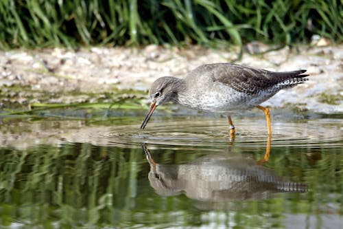 A Bird Staring at its Reflection on Water 