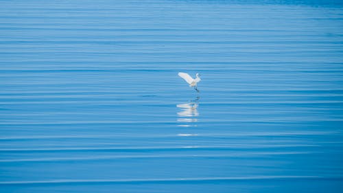 White Bird Flying over the Body of Water 