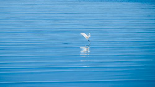 Free A serene white egret glides gracefully above the tranquil blue ocean surface. Stock Photo