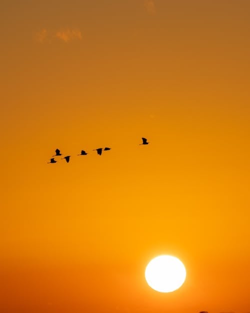Flock of Birds Flying on the Sky During Golden Hour