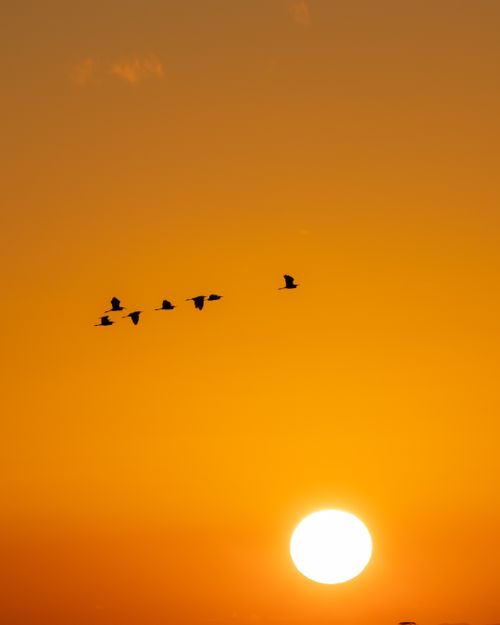 Free A dramatic sunset in RJ, Brazil, with birds flying across a vibrant orange sky. Stock Photo