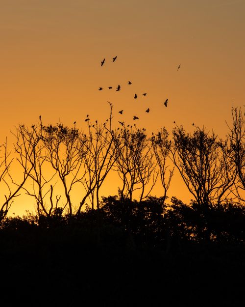 Free A stunning silhouette of birds flying over bare trees against a vibrant sunset. Stock Photo