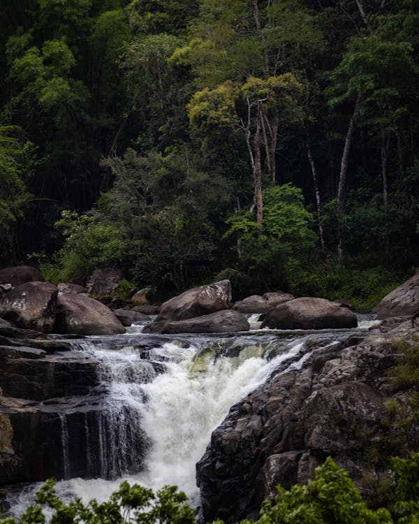 A Waterfall in the Middle of a Forest