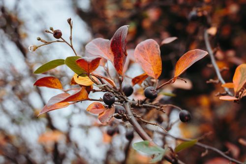Free Close-up of vibrant red and orange autumn leaves with berries on tree branches. Stock Photo